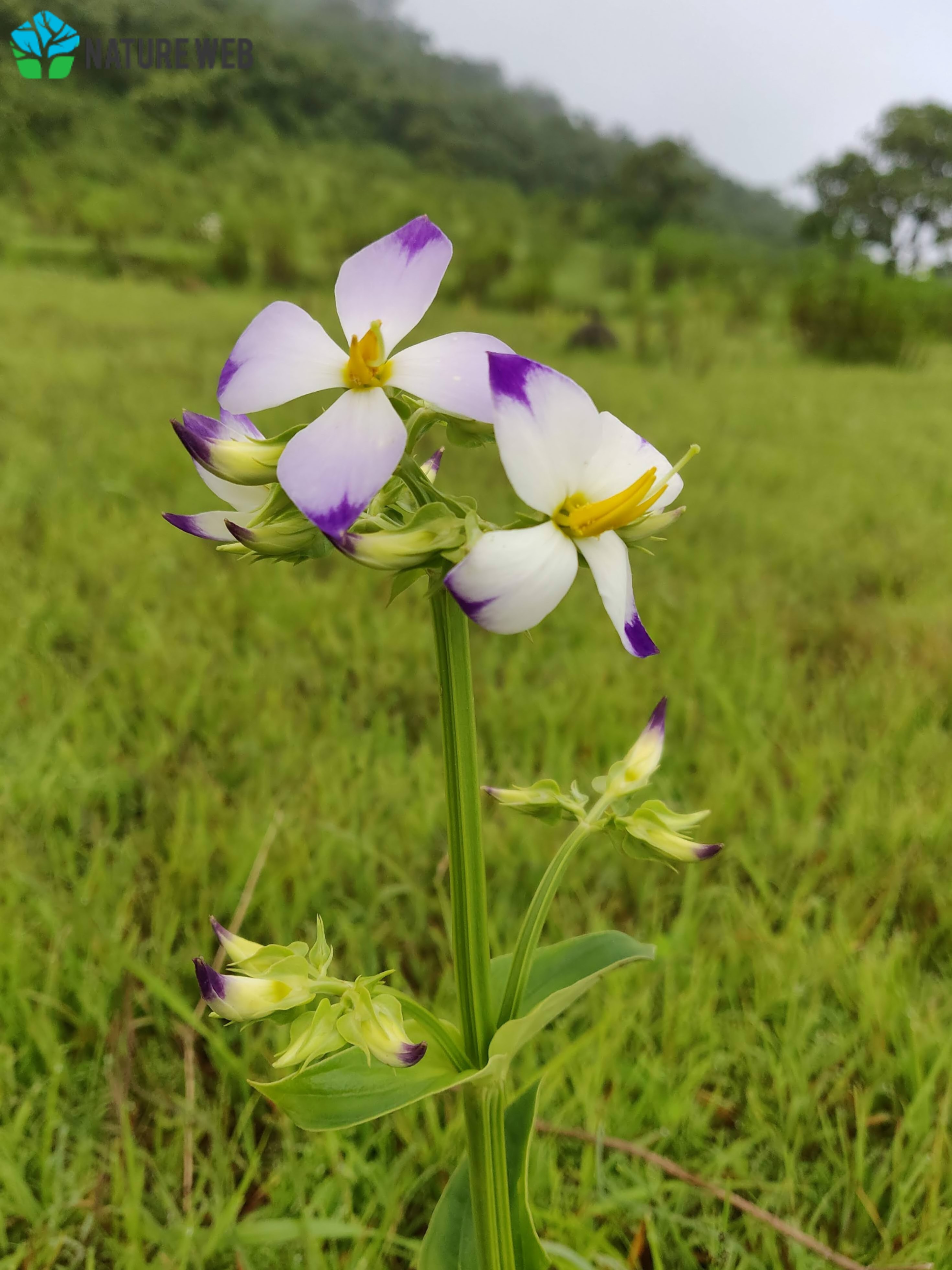 Bicolor Persian Violet